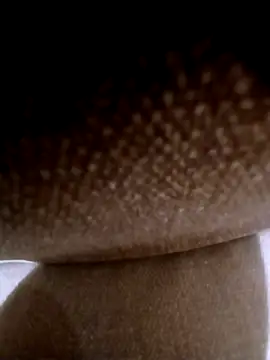 pino870 online show from 03-03-26, 11:54