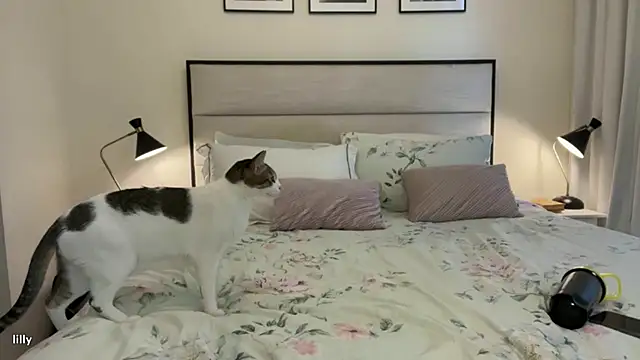 Itslillybloom online show from 11-14-25, 04:22