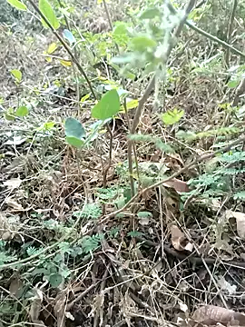 Hot Love77 online show from 12-02-25, 03:45