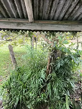 Monahliza online show from 03-12-26, 12:55