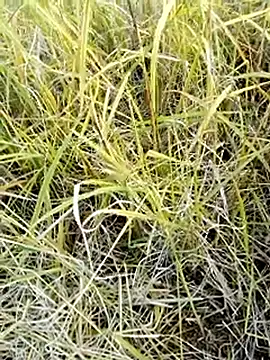 beba1100 online show from 11-25-25, 08:36