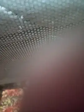 Ariee 199 online show from 12-04-25, 10:29