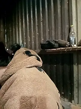 sary-hot2x online show from 01-07-26, 11:51