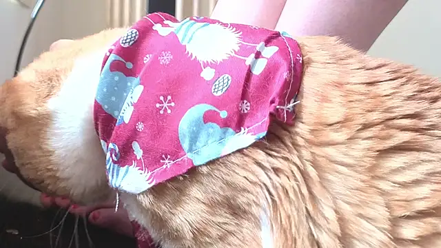 Feetbeth online show from 03-04-26, 07:42