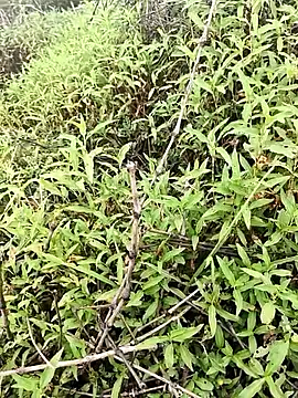 Sheela Sex90 online show from 04-16-26, 04:02