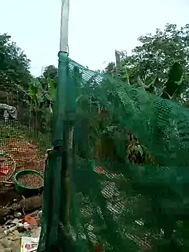 congchua977 online show from 03-02-26, 02:58