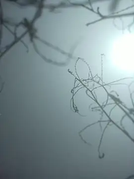 Snapshot of momo_loves chatting on 01-09-26, 07:44 momo loves online show from 01-09-26, 07:44