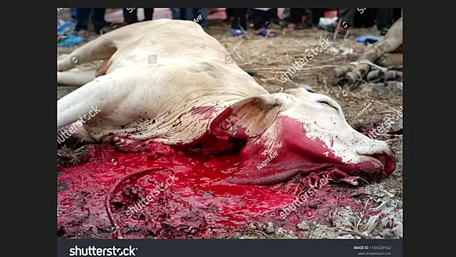 Clima muse online show from 04-12-26, 01:43