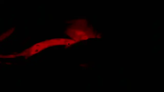 twink gabrielll online show from 01-12-26, 02:28