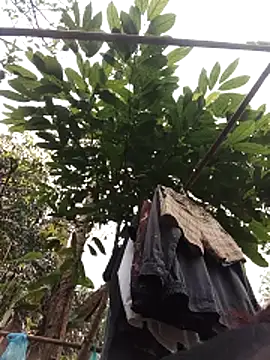 Snapshot of Small_flower1 chatting on 02-11-26, 03:11 Small flower1 online show from 02-11-26, 03:11