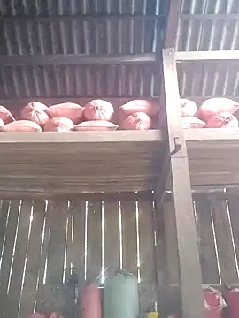 Linka998 online show from 03-03-26, 06:30