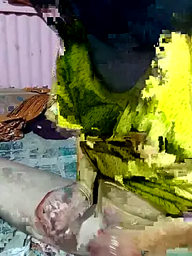 mimpake online show from 04-02-26, 10:24