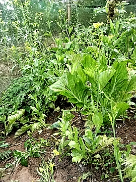 ngocbao11 online show from 02-26-26, 01:04