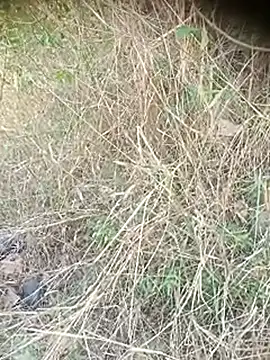 Ambala1 online show from 04-12-26, 06:40