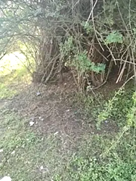 junedkhan99 online show from 04-03-26, 03:04