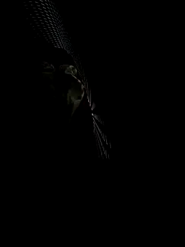 florzinhaxx online show from 06-05-26, 04:45