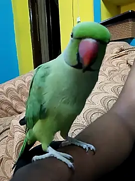 Snapshot of Lawrencedlkk007 chatting on 03-09-25, 07:34 Lawrencedlkk007 online show from 03-09-25, 07:34