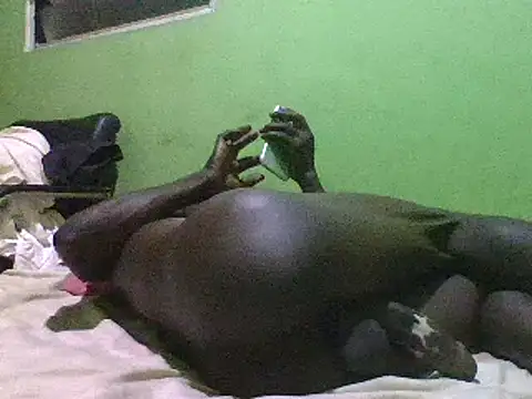 blakkvirus online show from 12-15-24, 05:13