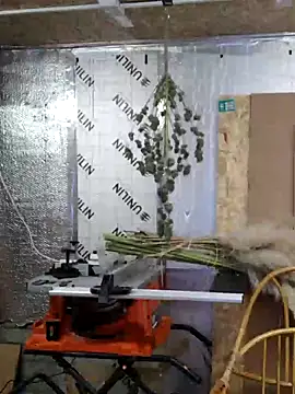 IronedTitan online show from 12-12-24, 02:26