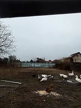 Snapshot of sarpe4 chatting on 11-08-25, 06:13 sarpe4 online show from 11-08-25, 06:13