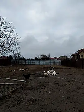 Snapshot of sarpe4 chatting on 12-23-25, 06:44 sarpe4 online show from 12-23-25, 06:44