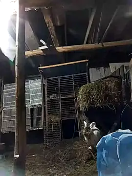 Snapshot of sarpe4 chatting on 02-08-26, 06:44 sarpe4 online show from 02-08-26, 06:44