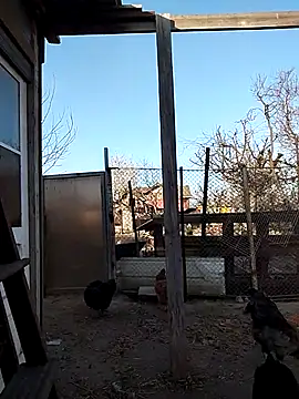 sarpe4 online show from 04-15-26, 03:41