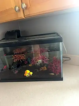 lovely beast online show from 12-16-25, 06:13