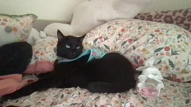 Snapshot of HYPHYtype chatting on 09-09-25, 10:31 HYPHYtype online show from 09-09-25, 10:31