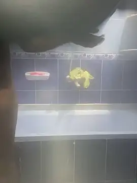 Arabien Pharaoh- online show from 02-12-25, 03:18