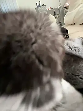 Furdale online show from 03-03-26, 03:29