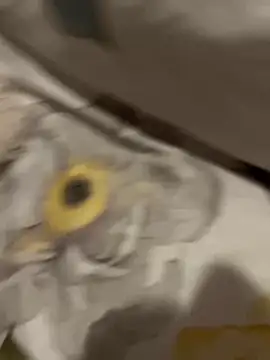 Snapshot of sweetmystery1 chatting on 03-13-25, 07:17 sweetmystery1 online show from 03-13-25, 07:17