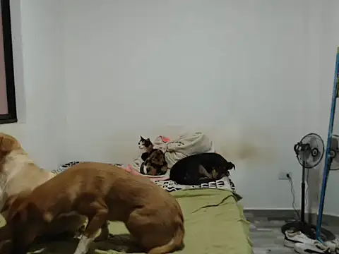 Snapshot of JacobKamilo chatting on 07-15-26, 03:06 JacobKamilo online show from 07-15-26, 03:06