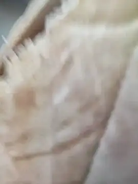 Snapshot of Comedordecu0289 chatting on 09-20-25, 02:29 Comedordecu0289 online show from 09-20-25, 02:29