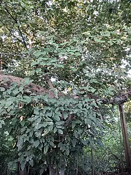 Rinku5553 online show from 09-28-25, 02:06