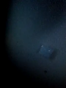 yellowwetfox online show from 03-29-26, 03:39