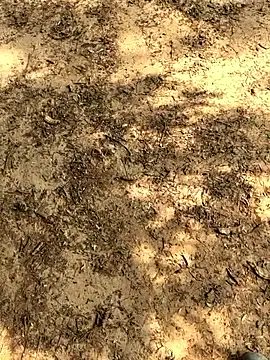 Gopal1243 online show from 11-26-25, 06:14