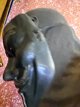 SugarNdBrownie online show from 02-08-26, 09:29