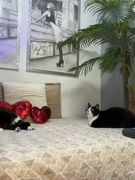 Mau White online show from 02-15-26, 02:08