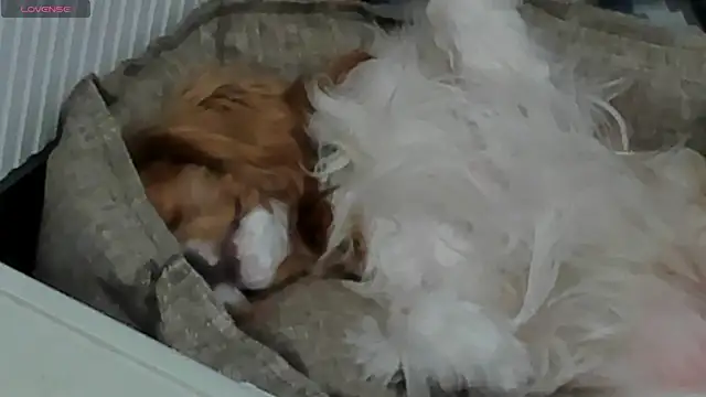 Snapshot of Peggy_Beauty chatting on 02-11-25, 06:44 Peggy Beauty online show from 02-11-25, 06:44